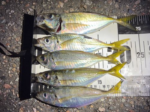 アジの釣果