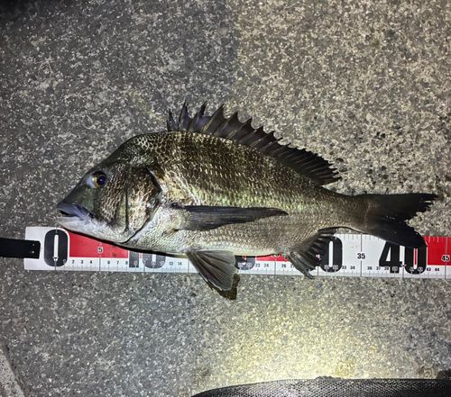 チヌの釣果