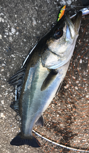 スズキの釣果