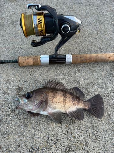 アナゴの釣果