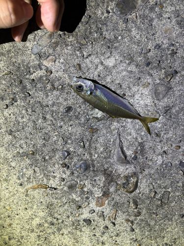 マアジの釣果