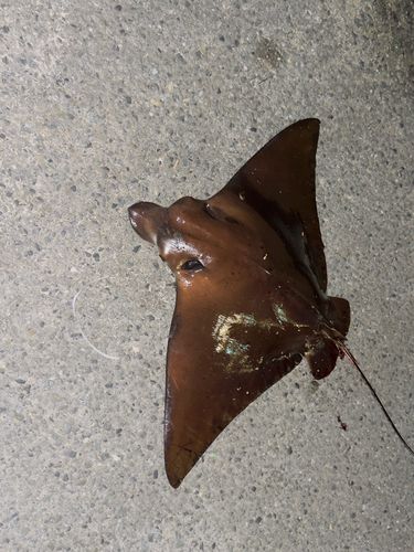 エイの釣果