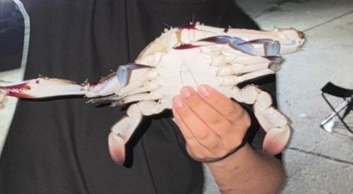 ワタリガニの釣果