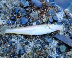 ソウダガツオの釣果