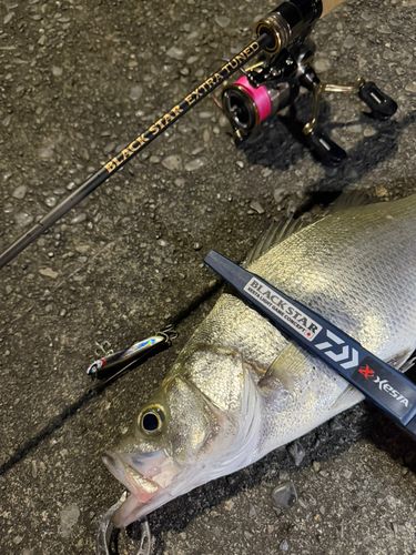フッコ（ヒラスズキ）の釣果