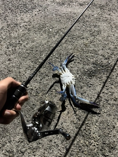 タイワンガザミの釣果