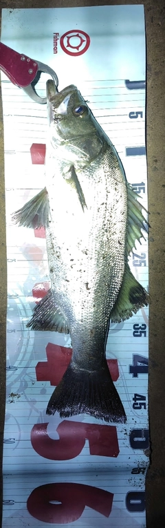 フッコ（ヒラスズキ）の釣果