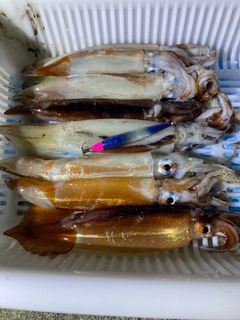 イカの釣果