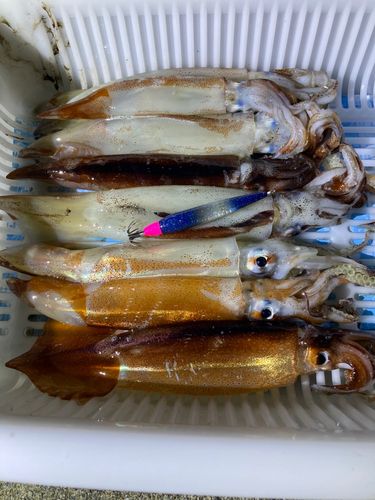 イカの釣果