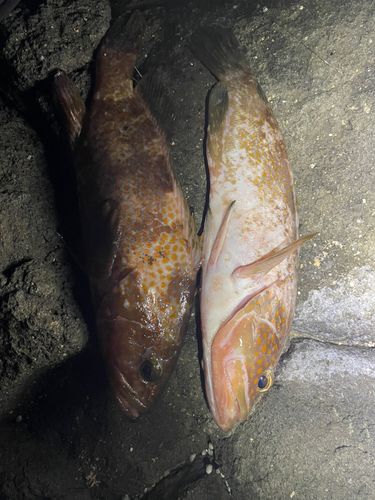 キジハタの釣果