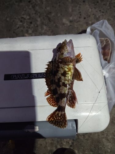 カサゴの釣果