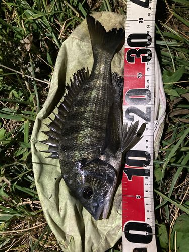 クロダイの釣果