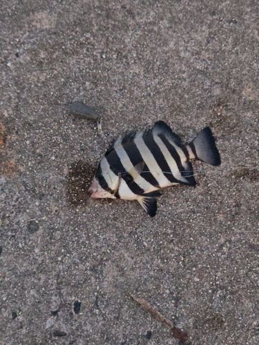イシダイの釣果