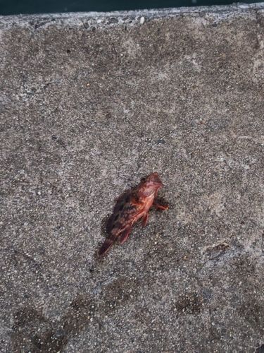 カサゴの釣果