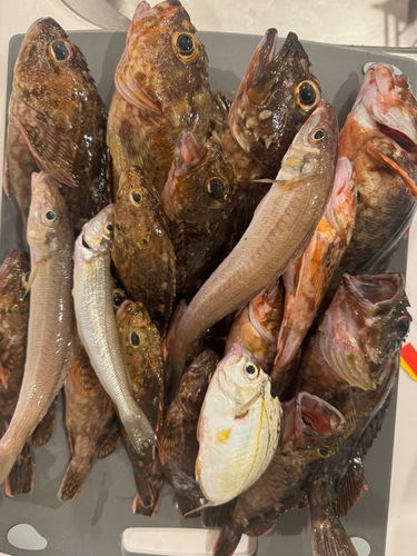 カサゴの釣果