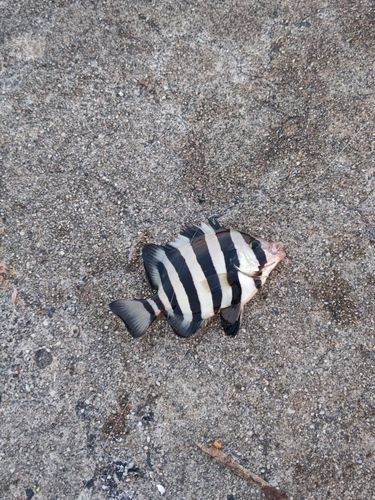 イシダイの釣果