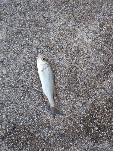 セイゴ（マルスズキ）の釣果