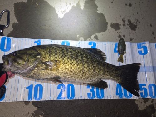 スモールマウスバスの釣果