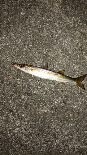 カマスの釣果