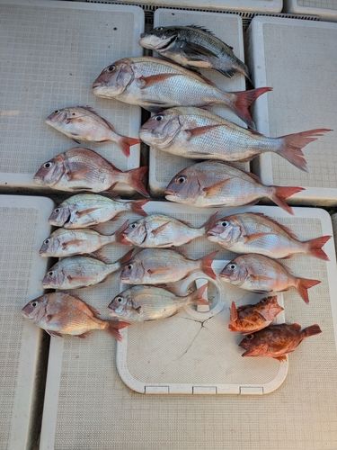タイの釣果