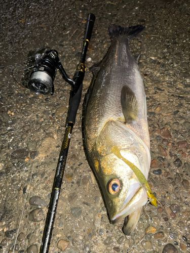 シーバスの釣果