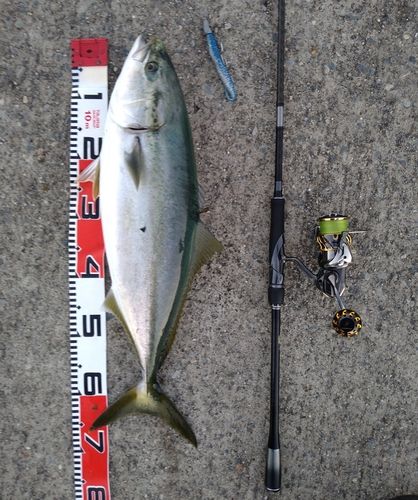 ワラサの釣果