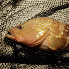 キジハタの釣果