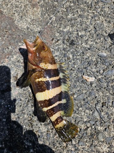 アオハタの釣果