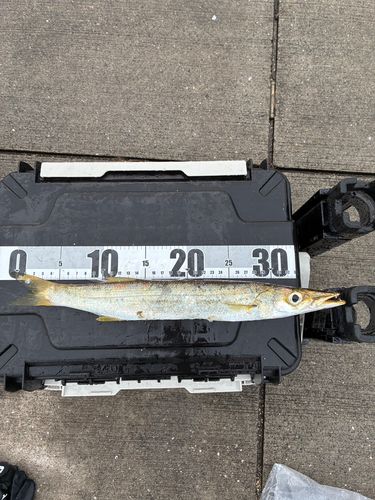 アカカマスの釣果