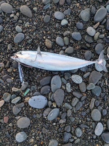 ソウダガツオの釣果