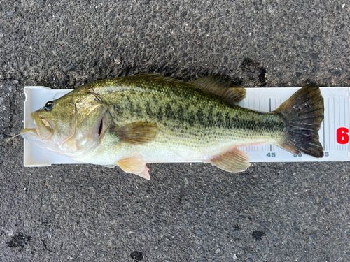 ラージマウスバスの釣果