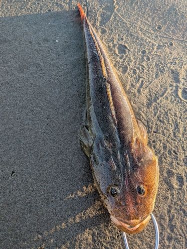 マゴチの釣果