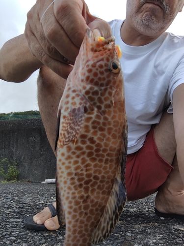 オオモンハタの釣果
