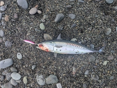 ソウダガツオの釣果