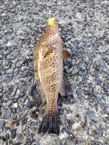 オオモンハタの釣果