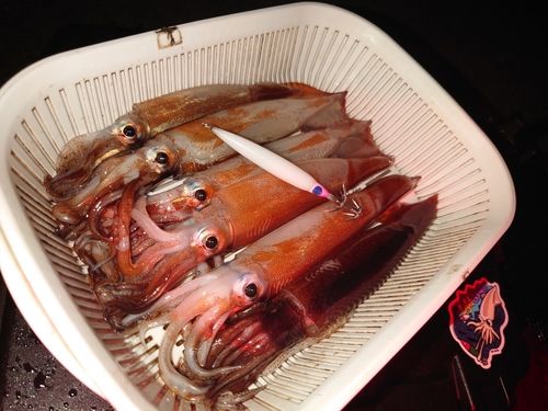 イカの釣果