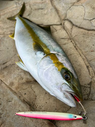 ヒラマサの釣果