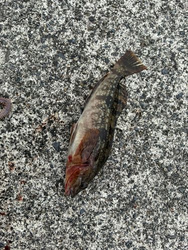 アイナメの釣果