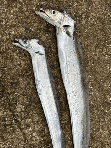 タチウオの釣果