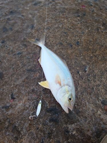 シオの釣果