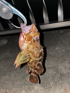 カサゴの釣果