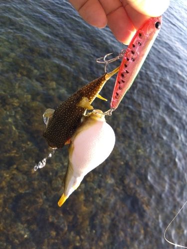 フグの釣果