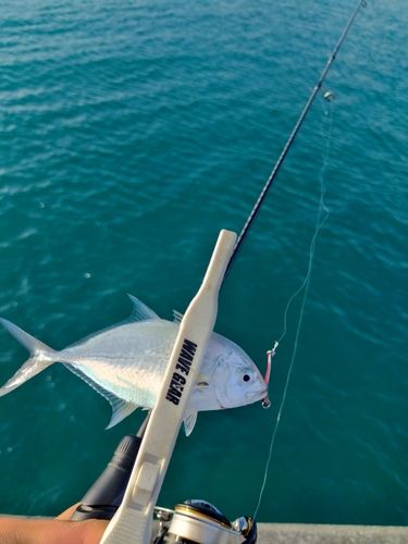 メッキの釣果