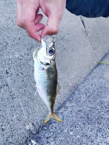 マアジの釣果