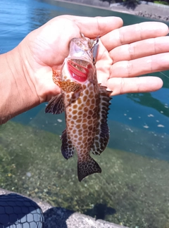 オオモンハタの釣果