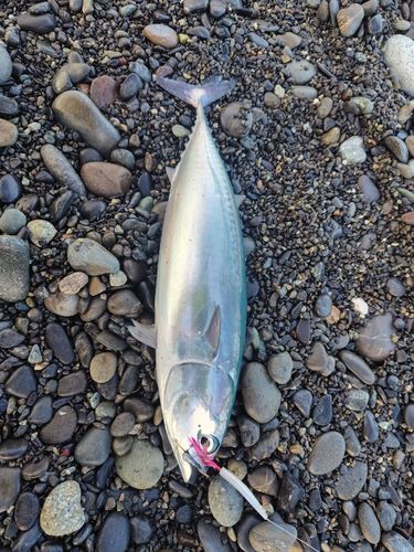 ワカシの釣果