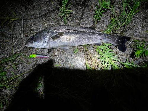 スズキの釣果