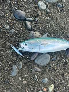 ソウダガツオの釣果