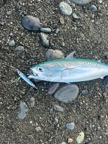 ソウダガツオの釣果