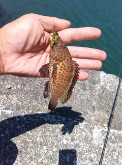 オオモンハタの釣果